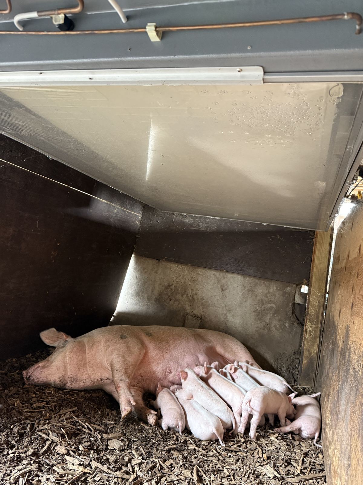 Sow with piglets under Clearly Cool radiant panel at Double Brook Farm