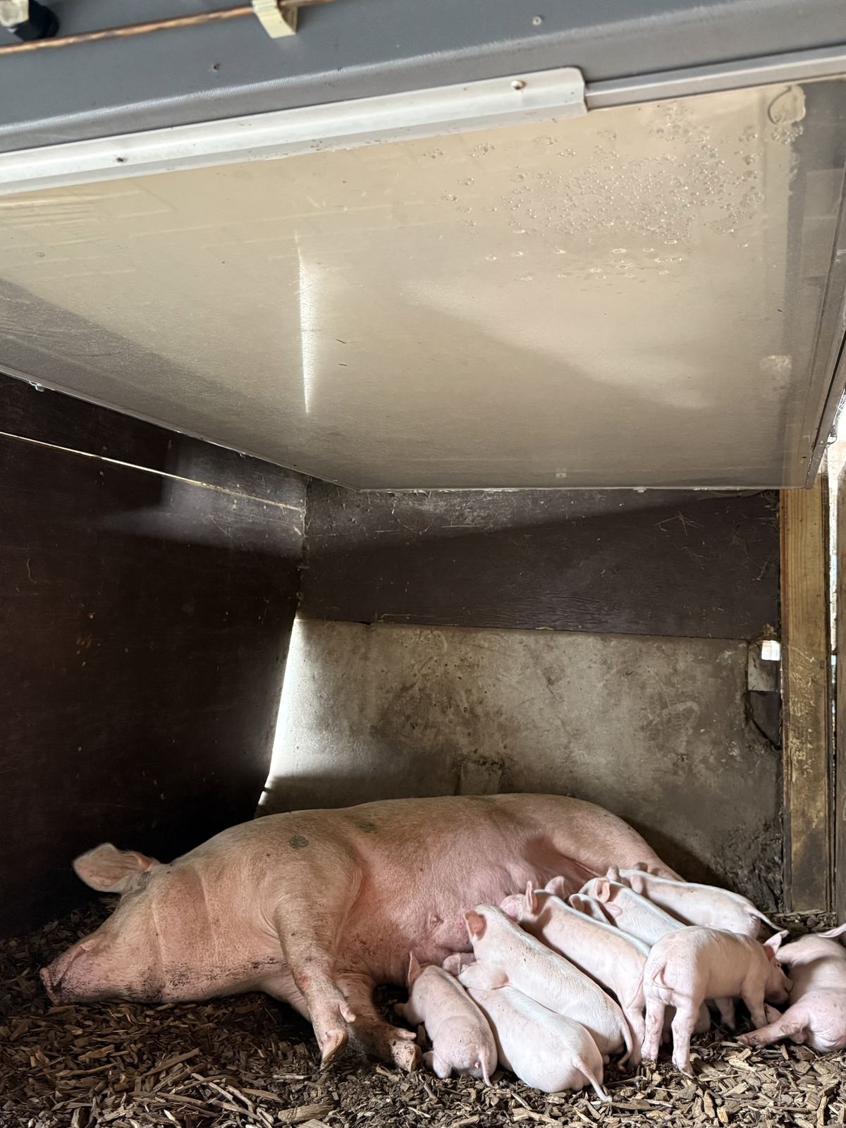 Sow with piglets in demonstration setup at Double Brook Farm, Hopewell NJ