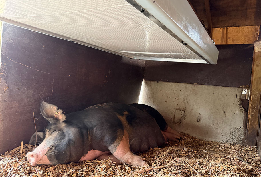 Pig sleeping contentedly under a Clearly Cool radiant cooling panel at Double Brook Farm